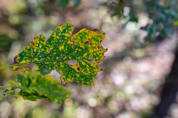 Yellowing oak leaf with blurred background. Picture taken at low aperture. Autumn outdoor background.
