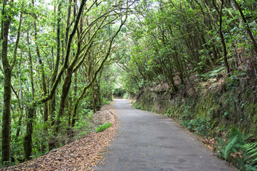 Fototapeta premium Road crossing a laurel forest in the european atlantic islands