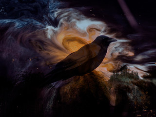Raven from the galaxy 
