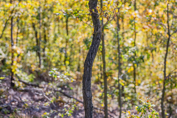 Atmospheric view of autumn romantic forest with backlight. In the middle of the photo is a focused tree trunk. Autumn outdoor background.