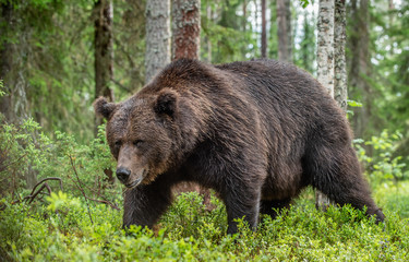 Adult Male Brown Bear. Close up portrait of Brown bear  in the summer forest. Green natural background. Natural habitat. Scientific name: Ursus Arctos.