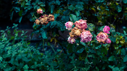 Rotting pink flowers in autumn