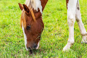 Naklejka na ściany i meble Portrait of a beautiful brown-white horse grazes in a meadow. Close-up on horse head