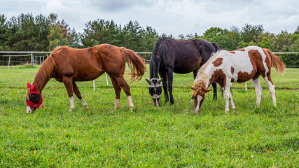 Naklejka na ściany i meble Three beautiful horses on green pasture. Brown horse, black horse and brown-white horse