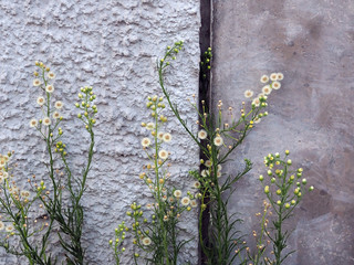 plants with small white flowers against a concrete wall