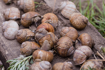 bunch of hand-picked grape snails, summer day in garden. Grape snail farm for restaurants. edible snail or escargot, is a species of large, edible, air-breathing land on wooden plank.