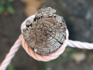 round cut of a tree tied with a rope