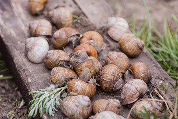 bunch of hand-picked grape snails, summer day in garden. Grape snail farm for restaurants. edible snail or escargot, is a species of large, edible, air-breathing land on wooden plank.
