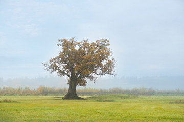 Old oak tree on foggy morning in autumn