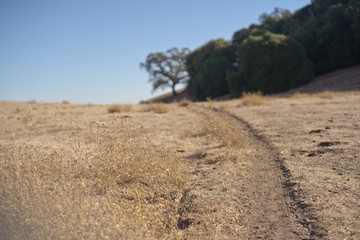 Path through dead brown grass with trees and sky in background