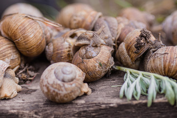 bunch of hand-picked grape snails, summer day in garden. Grape snail farm for restaurants. edible snail or escargot, is a species of large, edible, air-breathing land on wooden plank.