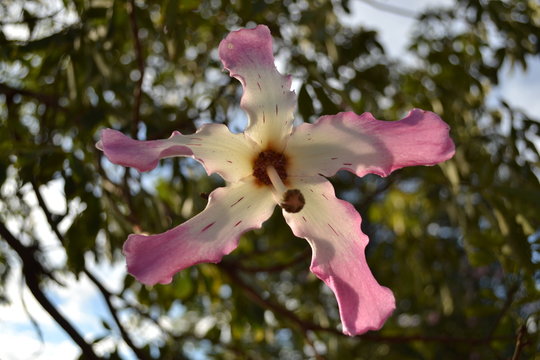 beautiful flower of tree known as paineira