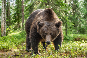 Adult Brown Bear. Close up portrait of Brown bear  in the summer forest. Green natural background. Natural habitat. Scientific name: Ursus Arctos.