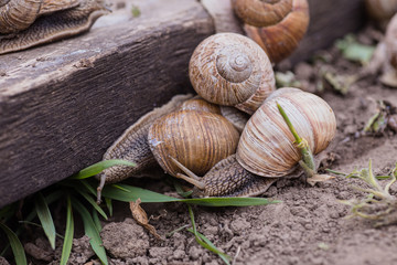 bunch of hand-picked grape snails, summer day in garden. Grape snail farm for restaurants. edible snail or escargot, is a species of large, edible, air-breathing land on wooden plank.