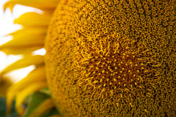 Girasol de cerca