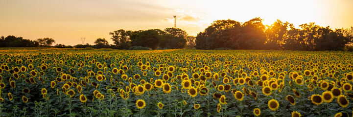 Campo de girasoles