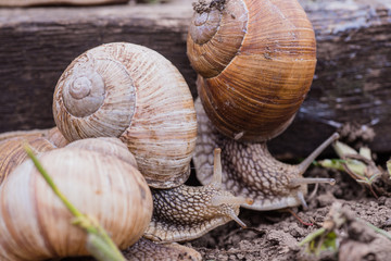 bunch of hand-picked grape snails, summer day in garden. Grape snail farm for restaurants. edible snail or escargot, is a species of large, edible, air-breathing land on wooden plank.