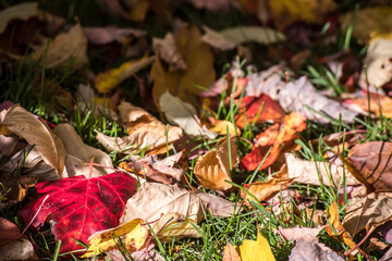 Maple Leaves ground