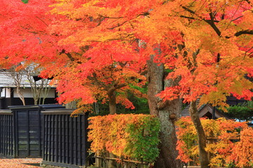 紅葉の角館