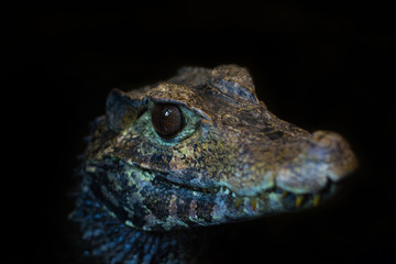 Spojrzenie dużej jaszczurki w ZOO © danielszura