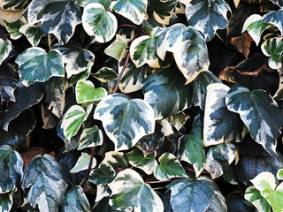 background of green leaves close up