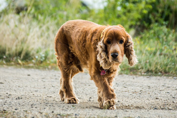Pies Cocker spaniel idzie drogą © danielszura