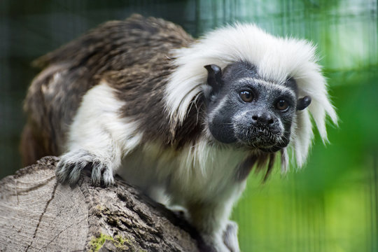 Samotna małpa w ZOO