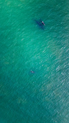 baleia franca free whale ocean oceano mar Eubalaena australis