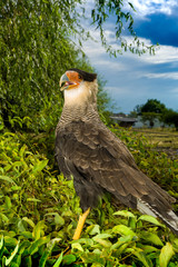 The southern crested caracara (Caracara plancus), also known as the southern caracara or carancho, is a bird of prey in the family Falconidae. Live at South America. 