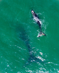 baleia franca free whale ocean oceano mar Eubalaena australis