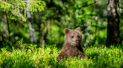 Brown bear cub in the summer forest. Scientific name: Ursus arctos. Natural Green Background. Natural habitat. Summer season © Uryadnikov Sergey