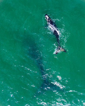 baleia franca free whale ocean oceano mar Eubalaena australis