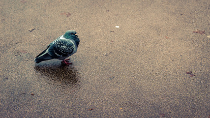 A single pigeon on wet concrete © David