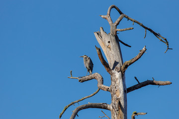 Alert heron on a bare tree.