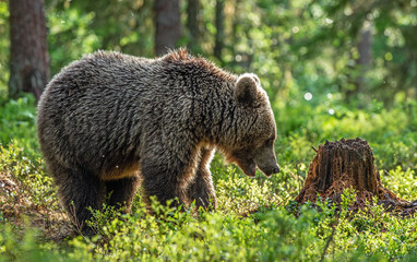 Obraz premium Brown bear cub in the summer forest. Scientific name: Ursus arctos. Natural Green Background. Natural habitat. Summer season