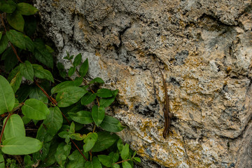 Lizard on stone wall, in forest.