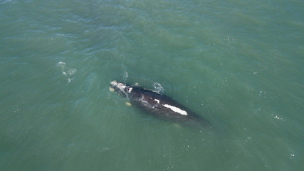 baleia franca free whale ocean oceano mar Eubalaena australis
