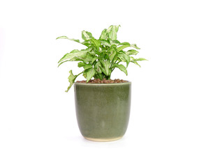 Arrowhead plant in Japanese clay pot Isolated on white background. Commonly cultivated as a...