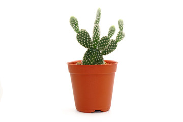 Cactus in pot isolated on white background. Potted ornamental plants for absorb electromagnetic...