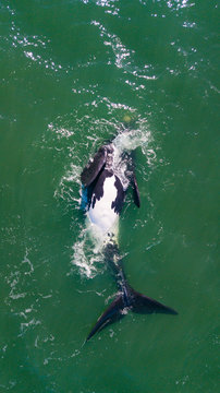 baleia franca free whale ocean oceano mar Eubalaena australis