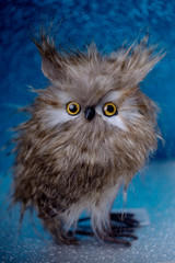 owl on a blue background