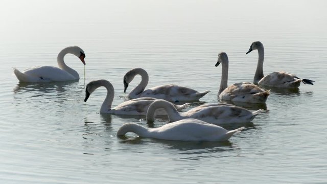 Swan Family in Autumn. A Beautiful White Swans Brood on a Blue Surface of Water. Mother and Father and Six Juvenile Mute Swans Birds Swimming to Shore 