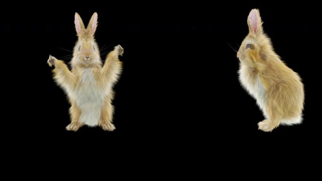rabbit CG fur 3d rendering animal realistic CGI VFX Animation Loop Crowd dance composition 3d mapping cartoon, (with Alpha Channel)
