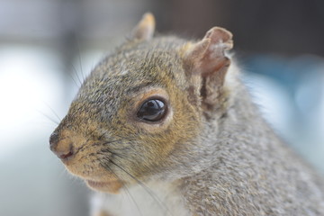 red squirrel's muzzle close up