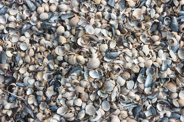 Muscheln Textur Hintergrund Strand Meer - Shell Background Beach Tourist