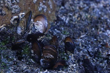 Cluster Of Black Mussels On Coastal Rock (Mollusca bivalvia), St. Francis Bay, South Africa