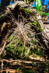 Majestic God Treesss