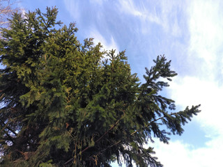 Green spruce on the background of sky. Background with christmas tree.