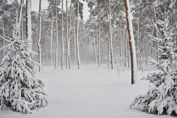 Winter, forest, snow. Snow-covered pine forest, trees in the snow, a beautiful winter landscape.