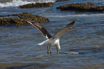 Kelp Gull Diving Towards Seawater (Larus dominicanus), Mossel Bay, South Africa